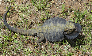 Pogona henrylawsoni